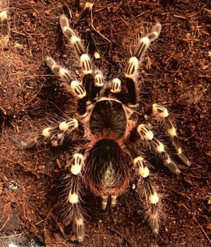 A.geniculata samiec 2,5cm 