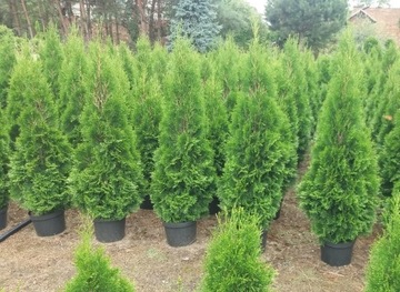 Tuja Szmaragd do 150 Thuja  Smaragd