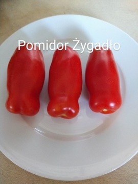 Pomidor Żygadło niski 