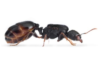Królowa mrówek tetramorium sp 