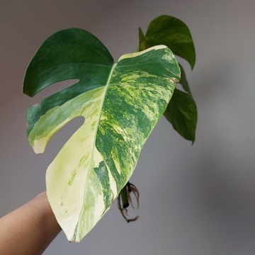 Monstera Aurea Marmorata sadzonka szczytowa