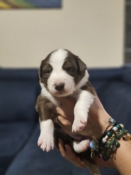 Border Collie szczenięta ZKwP (FCI)