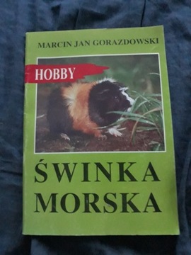 SWINKA MORSKA poradnik