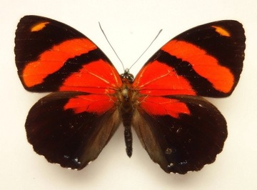 motyl bez ramki Callicore cynosura 