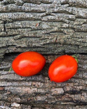 STRIPPED ZEBRINKI CHERRY Pomidor Kolekcjonerski