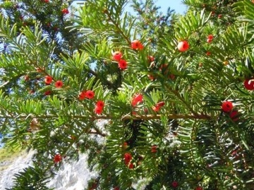 Cis pospolity (Taxus bacatta) 15-30cm