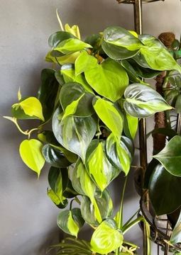 Philodendron scandens brasil sadzonki