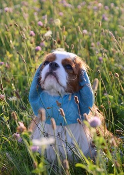 SNOOD siatkowy Hug me Cavalier Spaniel