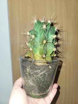Kaktus, roślina doniczkowa