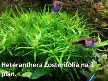 Heteranthera Zosterifolia 3 plan Hodowla podwodna 