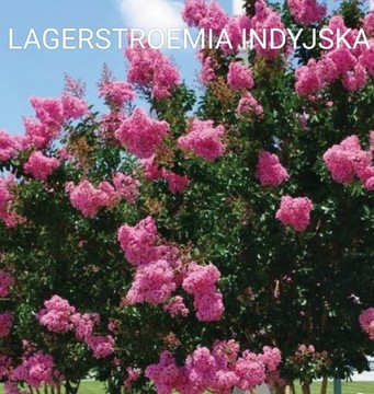 Lagerstroemia. Bez Południa. Duża 