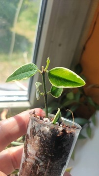 Hoya  Bella albomarginata ukorzeniona rosnąca 