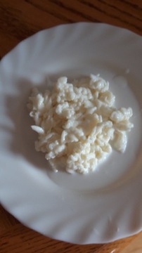 Tybetanski Grzyb kefir ziarno  25 gram starter