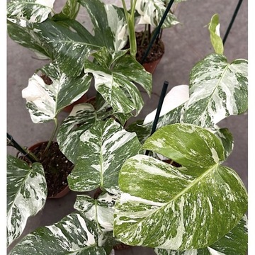 Monstera Deliciosa Variegata duża wariegacja 60 