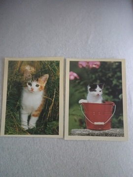 Pocztówki z kotkami 