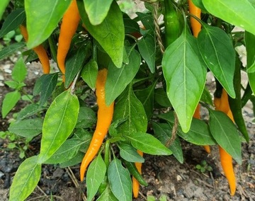 papryka Golden Cayenne nasiona kolekcjonerskie   