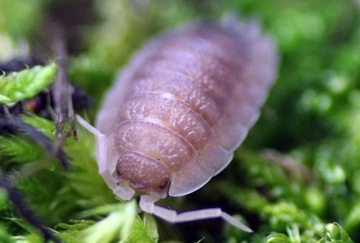 porcellio scaber ghost