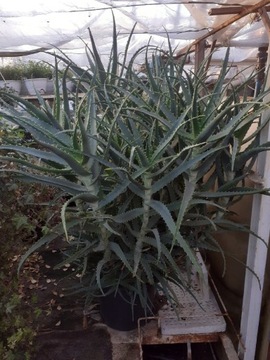 Aloes drzewiasty świeże liście 1000g