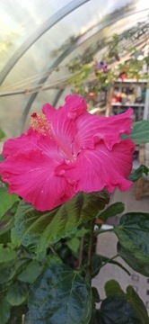 Hibiskus domowy sadzonks