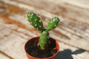 Mrozoodporna Opuncja ogrodowa opuntia fragilis