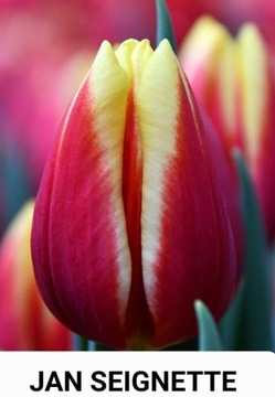 Tulipan czerwono-żółty cebulki 50 sztuk