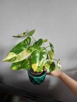 Philodendron burle marx variegata