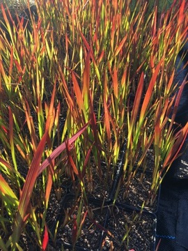 Imperata cylindrica cylindryczna Red Baron trawa