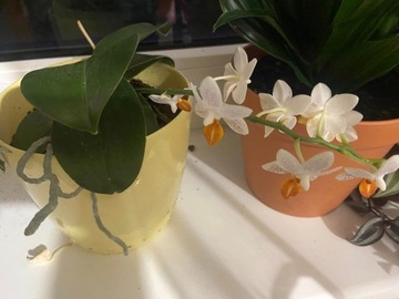 Phalaenopsis Mini Mark kwitnący!