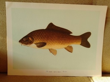 Sazan - ryby, rycina, plakat: 38.5/28.5