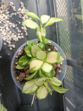 Hoya heuschkeliana variegata 