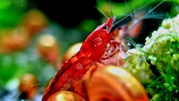 Krewetki Red Cherry neocaridina 