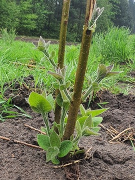 Drzewo tlenowe oxytree roczne Paulownia Certyfikat