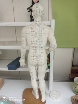 Model Akupunkturowy męski 50 cm