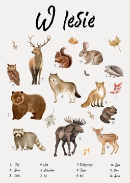 Plakat edukacyjny zwierzęta leśne