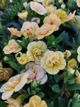 Million Bells -  Double Pastel Yellow