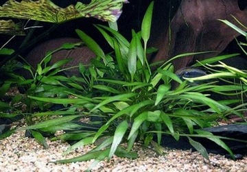 Cryptocoryne nevillii Zwartka Nevilla z wody