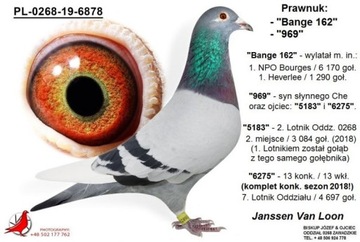 Gołąb H.Beverdam - Janssen Van Loon