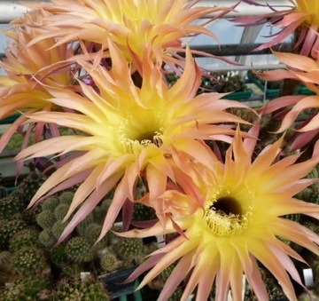 kaktus Echinopsis hybryd 7-2013