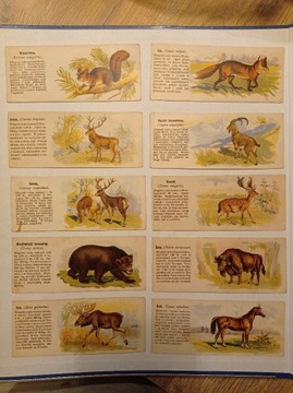 Zwierzęta. Kartoniki kolekcjonerskie (lata 20-te)