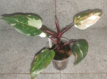 Philodendron Red Anderson veriagata 