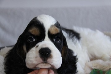 Cocker Spaniel Amerykański 