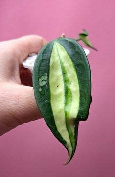 Hoya macrophylla Pot of Gold