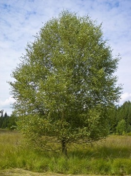 Brzoza Omszona 120/150cm Betula Pubenscens