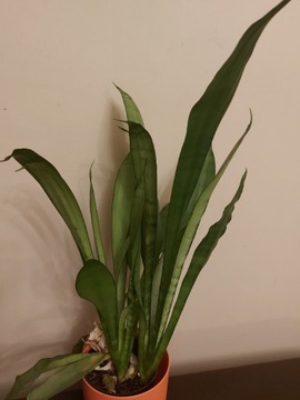 Sansevieria metallica