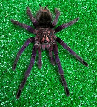 Pamphobeteus sp.machalla 2-2.5 dc samica