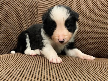 Szczeniaki Border Collie