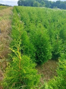 Thuja BRABANT  żywopłot tuja 100-120 cm PRODUCENT