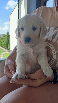 Golden Retriever odbiór MAJ Rakoniewice 