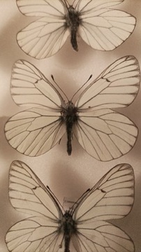 Motyle aporia crataegi
