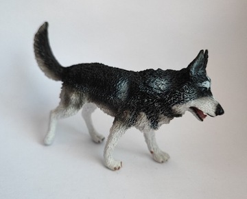 Pies rasy Husky syberyjski Collecta